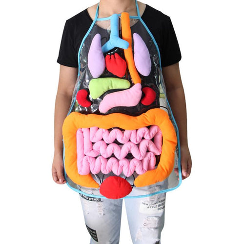 Body anatomy apron