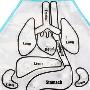 Body anatomy apron